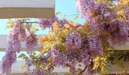 花花世界最新爆料,揭秘娱乐圈背后的秘密风云